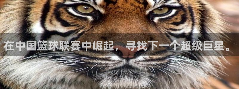 在中国篮球联赛中崛起，寻找下一个超级巨星。